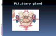 Pituitary gland. Gross anatomy of the pituitary gland  The average weight of the pituitary gland at birth is about 100 mg. Rapid growth occurs in childhood,