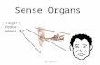 Sense Organs High!! Yoooo-eeeee ??? drrrr – rrrr - rrrr Alan Stevens.