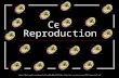 Cell Reproduction .