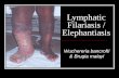 Lymphatic Filariasis / Elephantiasis Wuchereria bancrofti & Brugia malayi.