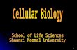 1. CHAPTER 1 CELLULAR BIOLOGY AND CELLS 3 I.Introduction Molecular Biology and Molecular Genetics Cellular Biology Immunology and Molecular Immunology.