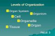 Levels of Organization Organism Organ Organelle Tissue Organ System Cell PAGE 3 1 2 3 4 5 6.