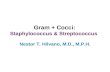 Gram + Cocci: Staphylococcus & Streptococcus Nestor T. Hilvano, M.D., M.P.H.