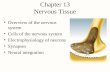 Chapter 13 Nervous Tissue Overview of the nervous system Cells of the nervous system Electrophysiology of neurons Synapses Neural integration.