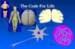 System The Code For Life Organism Organ Tissues Cell. Nucleus.