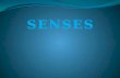 Suffixes pertaining to the senses Suffix -esthesia -algesia -osmia - geusia Meaning Sensation Pain Sense of smell Sense of taste Example Cryesthesia Hypalgesia.