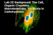 Lab 2E Background: The Cell, Organic Chemistry, Macromolecules, Variations in Carbohydrates.