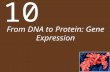From DNA to Protein: Gene Expression 10. Chapter 10 From DNA to Protein: Gene Expression Key Concepts 10.1 Genetics Shows That Genes Code for Proteins.