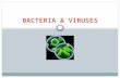 BACTERIA & VIRUSES. BACTERIA PROKARYOTIC in 2 of 3 Domains 1. Eubacteria 2. Archaebacteria.