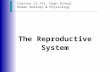 Creston Jr./Sr. High School Human Anatomy & Physiology The Reproductive System.