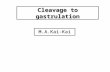 Cleavage to gastrulation M.A.Kai-Kai. Learning Objectives.   Define major mechanisms of development.   Describe the mammalian zygote.   Understand.