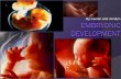 By Lauren and Jocelyn. Fertilization  The first step in embryonic development is fertilization (the joining of male and female gametes)  Fertilization.