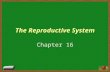 The Reproductive System Chapter 16. The Reproductive System Gonads- Primary Sex Organs – Males - Testes – Females - Ovaries – Produce sex cells “gametes”
