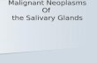 Malignant Neoplasms Of the Salivary Glands. EPIDEMIOLOGY 1.Malignant Salivary Neoplasms accounting for approximatelty 6% of all head & neck malignancies.