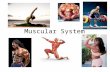 Muscular System. Functions of Muscle Tissue 1. Body Movement 2. Stabilizing body positions/posture 3. Storing and moving substances within the body 4.
