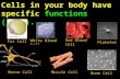 Cells in your body have specific functions (jobs). Fat Cell White Blood Cell Red Blood Cell Platelet Nerve Cell Muscle Cell Bone Cell.