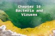 Chapter 16 Bacteria and Viruses. Prokaryotes Or 100 Trillion Friends That You Didn’t Know You Had You Didn’t Know You Had.