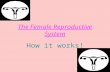 The Female Reproductive System How it works!. FEMALE REPRODUCTIVE SYSTEM
