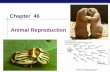 AP Biology 2005-2006 Animal Reproduction Chapter 46.