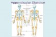 Appendicular Skeleton. Contains 126 bones between 4 groups: –Pectoral girdle (4) –Arms (60) –Legs (60) –Pelvic girdle (2)