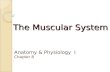 The Muscular System Anatomy & Physiology I Chapter 8.