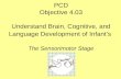 PCD Objective 4.03 Understand Brain, Cognitive, and Language Development of Infant’s The Sensorimotor Stage.