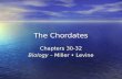 The Chordates Chapters 30-32 Biology – Miller Levine.