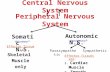 Central Nervous System Somatic N.S. Autonomic N.S. Voluntary* Peripheral Nervous System Involuntary* Effector Tissue is: Skeletal Muscle only Effector.