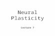 Neural Plasticity Lecture 7. Neural Plasticity n Nervous System is malleable l learning occurs n Structural changes l increased dendritic branching l.