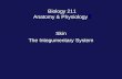 Biology 211 Anatomy & Physiology I Skin The Integumentary System.