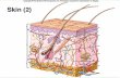 The Integumentary System Chapter 6 4 Major Types of Membranes within the Human Body §Serous §Mucous §Synovial §Cutaneous.