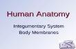 Human Anatomy Integumentary System Body Membranes.