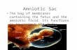 Amniotic Sac The bag of membranes containing the fetus and the amniotic fluid. Its functions is to protect the “baby”.
