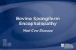 Bovine Spongiform Encephalopathy Mad Cow Disease.