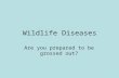 Wildlife Diseases Are you prepared to be grossed out?
