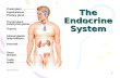 The Endocrine System 1. Endocrine System The endocrine system is all the organs of the body that are endocrine glands. An endocrine gland secretes hormones.