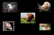 MOLLUSKS: Slugs, snails, and animal that once lived in shells in the ocean or on the beach. Slugs, snails, and animal that once lived in shells in the.