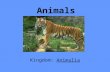 Animals Kingdom: Animalia. Symmetry Asymetry Radial Symmetry Bilateral Symmetry.