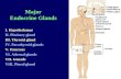 Major Endocrine Glands I. Hypothalamus II. Pituitary gland III. Thyroid gland IV. Parathyroid glands V. Pancreas VI. Adrenal glands VII. Gonads VIII. Pineal.