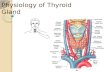Physiology of Thyroid Gland. The thyroid gland, located below the larynx on each side of and anterior to the trachea, is one of the largest of the endocrine.
