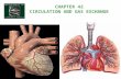 CHAPTER 42 CIRCULATION AND GAS EXCHANGE Word List: aorta - the biggest and longest artery (a blood vessel carrying blood away from the heart) in the.