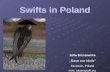 Zofia Brzozowska „Save our birds” Szczecin, Poland www. ratujmyptaki.org Swifts in Poland.