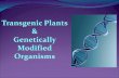 Transgenic plants and genetically modified organisms are both created by selecting a specific gene or genes from one species and placing it into the DNA.