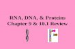 RNA, DNA, & Proteins Chapter 9 & 10.1 Review. Main enzyme involved in linking nucleotides into DNA molecules during replication DNA polymerase Another.