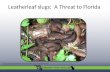 Leatherleaf slugs: A Threat to Florida Image Credit: David Robinson, Terrestrial Mollusc Tool. USDA-APHIS-PPQ.