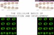 THE CELLULAR BASIS OF REPRODUCTION AND DEVELOPMENT.