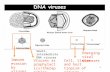 1 Small, intermediate DNA viruses Cell, tissue and host tropism of viruses : disease Immune evasion by viruses Emerging viral diseases Viruses as prophylactics.