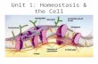 Unit 1: Homeostasis & the Cell Homeostasis The body’s ability to maintain a stable internal (inside) environment, while the external (outside) environment.