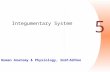 Human Anatomy & Physiology, Sixth Edition 5 Integumentary System.