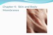 Chapter 4: Skin and Body Membranes. Skin and Body Membranes Remember an organ is where 2 or more kinds of tissues work together to perform some specific.